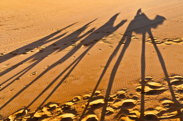 istock Camels shadows over Erg Chebbi in Morocco, Africa 916172830