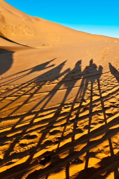 istock Camels shadows over Erg Chebbi in Morocco, Africa 916172858