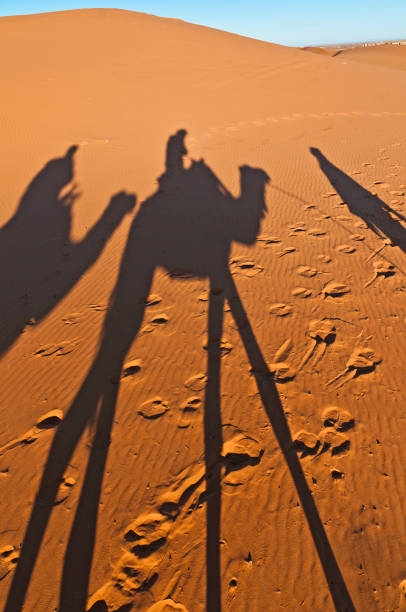 istock Camels shadows over Erg Chebbi in Morocco, Africa 916172888