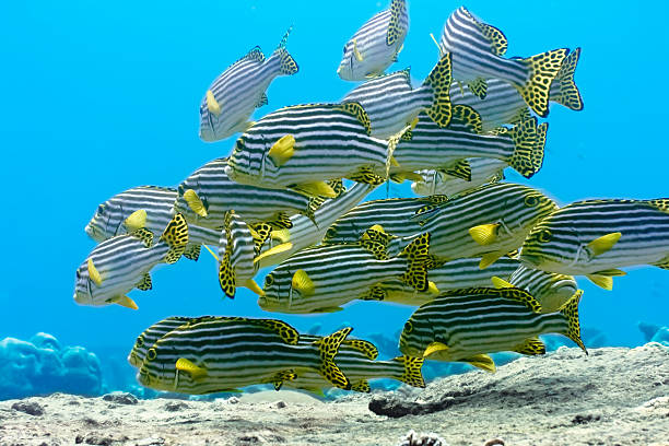 gaterin oriental - beach coral close up water photos et images de collection