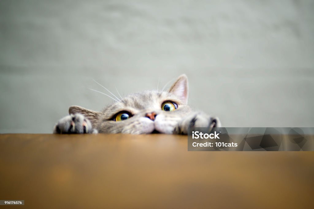 Big-eyed naughty obese cat showing paws on wooden table Obese Cat Series Domestic Cat Stock Photo