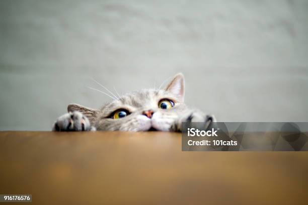 Bigeyed Naughty Obese Cat Showing Paws On Wooden Table Stock Photo - Download Image Now