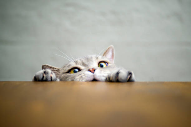 big-eyed naughty obese cat showing paws on wooden table - cute kitten animal young animal imagens e fotografias de stock