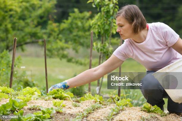 Woman Gardener Planting Salad And Mulching It Stock Photo - Download Image Now - Mulch, Straw, Accidents and Disasters