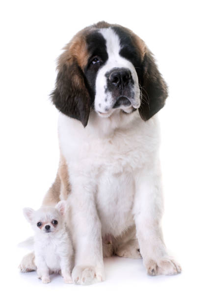 istock puppies chihuahua and saint bernard 916177284