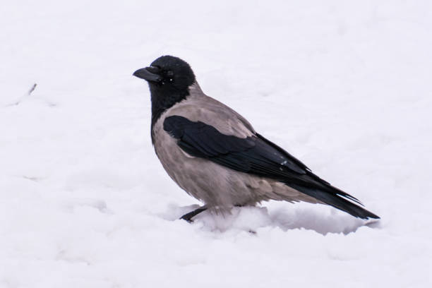 istock A grey crow in the street in winter. 916177664