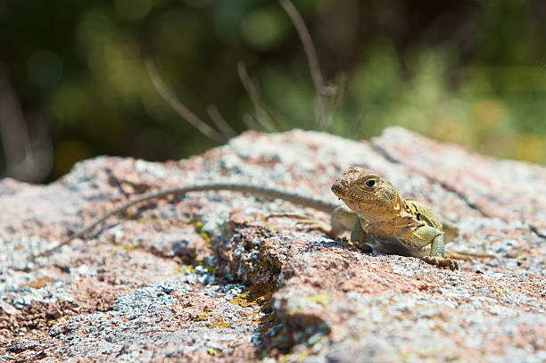 lagarto-de-colar - lizard collared lizard reptile animal imagens e fotografias de stock