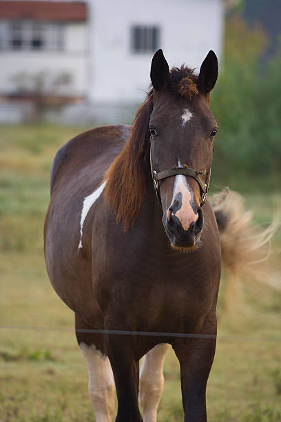 istock Horse Farm 91617945