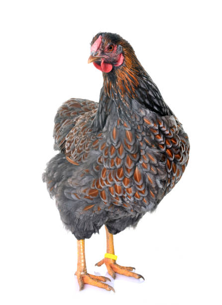 istock Buff-laced wyandotte chicken 916179652
