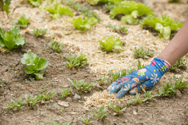 istock Gardener spreading a straw mulch around plants 916180548