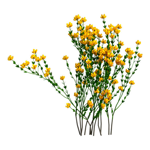 3D rendering Genista hispanica flowers on white