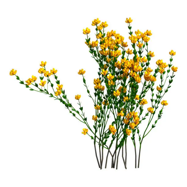 3D rendering of Genista hispanica flowers isolated on white background