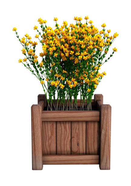 istock 3D rendering Genista hispanica flowers on white 916180610