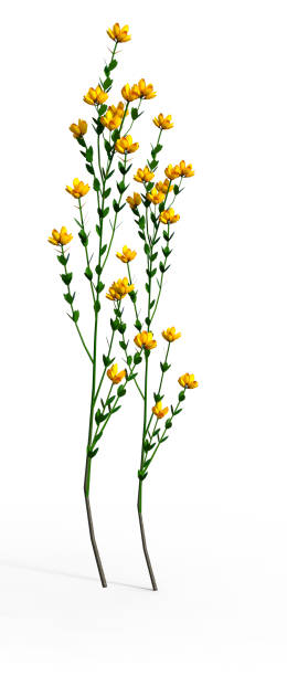 istock 3D rendering Genista hispanica flowers on white 916180632