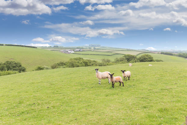 istock Idillic landscape sheep, lambs, ram on green grass 916180752