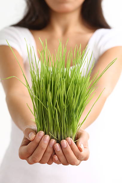 istock Woman holding wheatgrass in hands 91618140