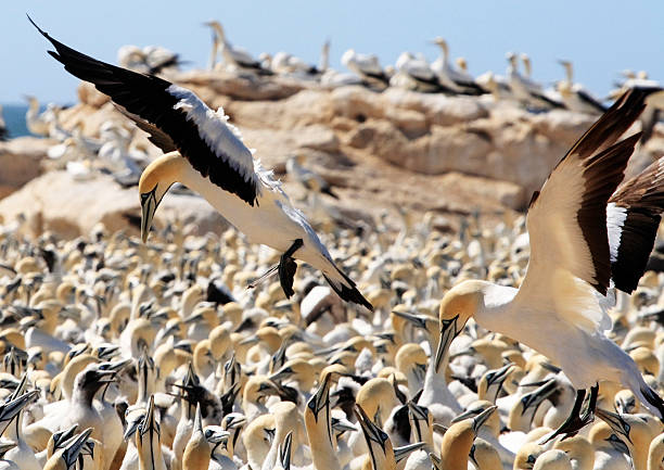 istock Cape Gannet Morus capensis picking a spot to land 91618188