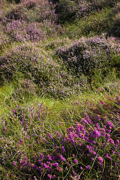 Heather, Studland Heath  studland heath stock pictures, royalty-free photos & images