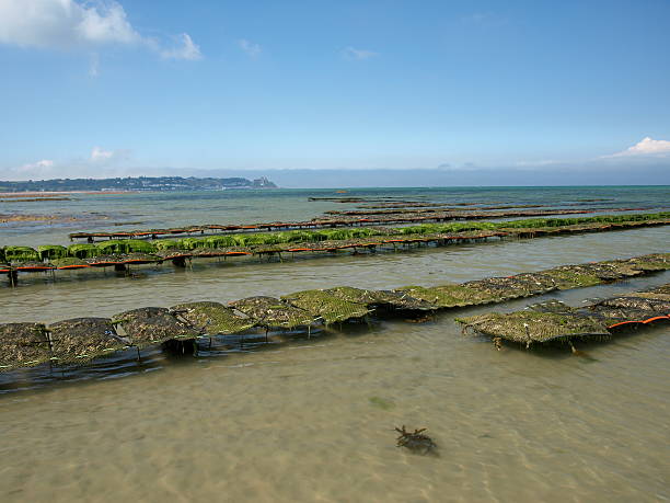 Empty oyster shells form a thick layer on the ground, creating a textured natural background