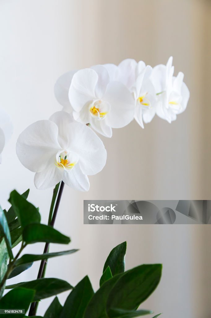 Fresh Natural White Orchid Flower With A Green Leaves In Vase Stock Photo -  Download Image Now - iStock