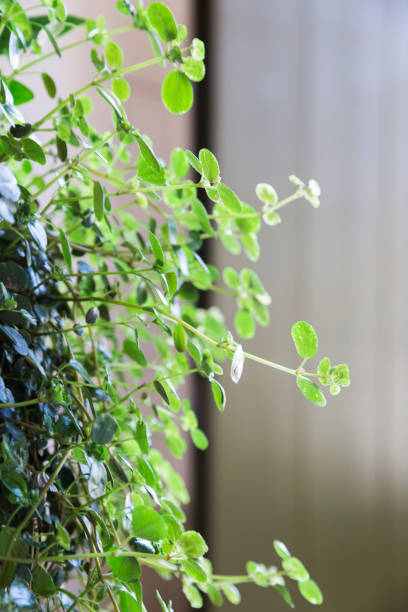 istock fresh natural curly flower with a green leaves 916183552