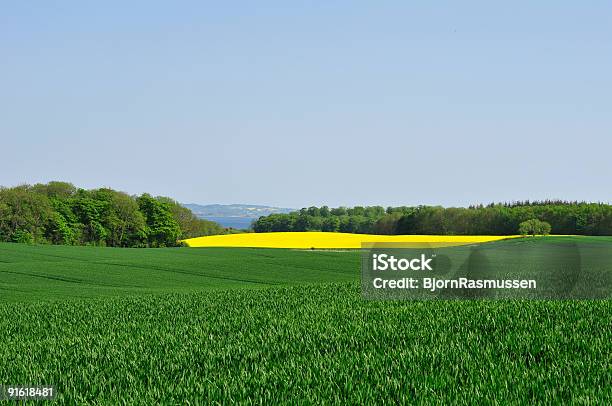 Summer Field Stock Photo - Download Image Now - Agricultural Field, Beauty, Beauty In Nature