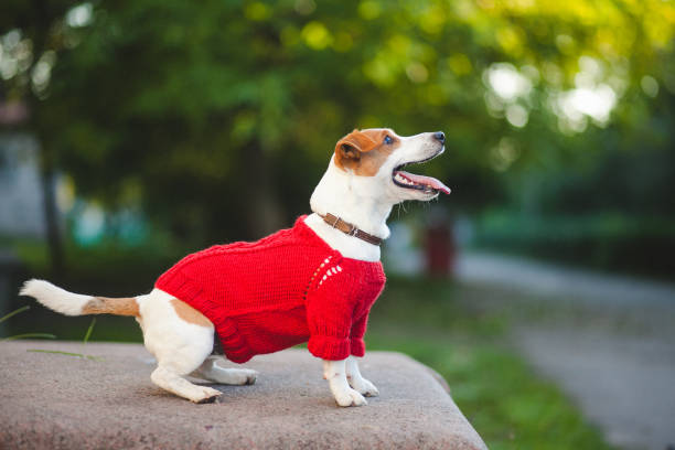 istock Dog on the street 916185010
