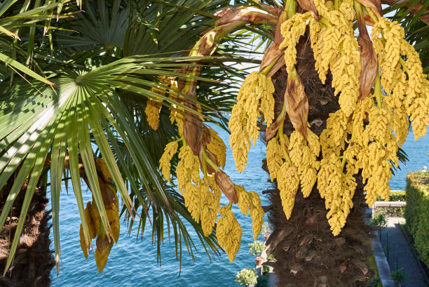 Trachycarpus fortunei Trachycarpus fortunei inflorescence trachycarpus photos stock pictures, royalty-free photos & images