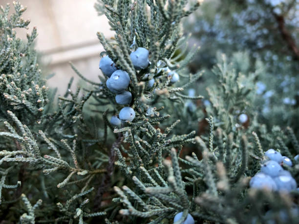 blue berries of a juniper tree stock photo