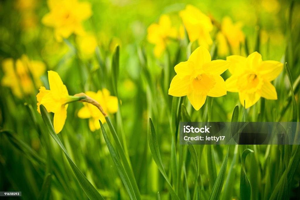 Jardim amarela daffodils - Royalty-free Narciso - Flor Foto de stock