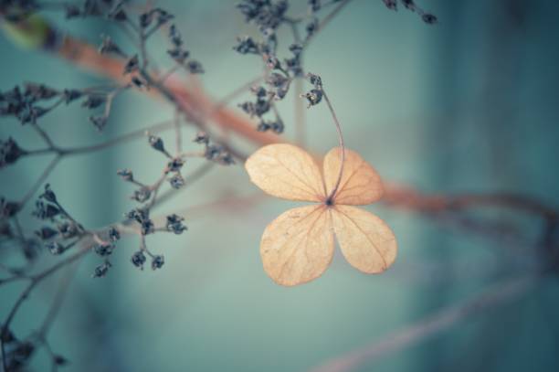 istock Winter in the garden 916185950