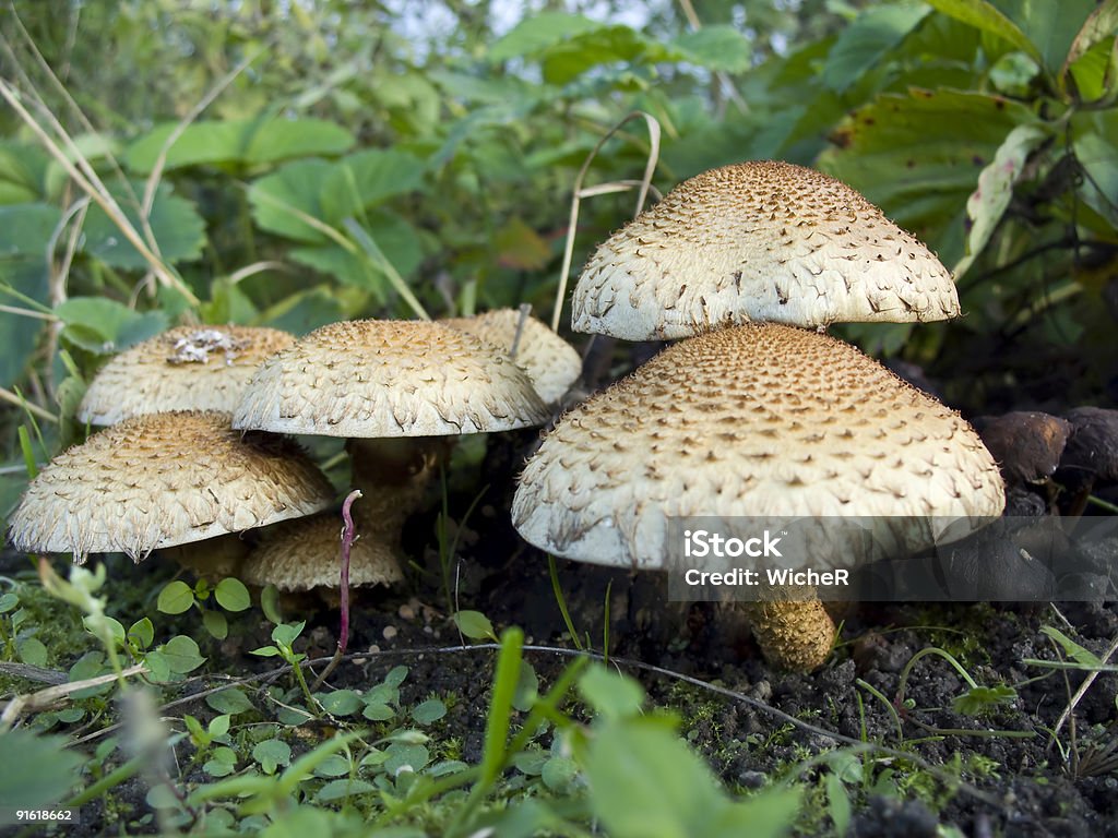 Agaric mushroom  Autumn Stock Photo