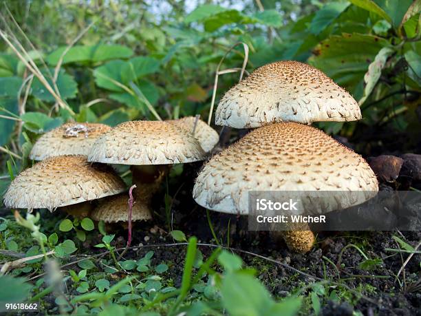 Agaric Mushroom Stock Photo - Download Image Now - Autumn, Color Image, Edible Mushroom