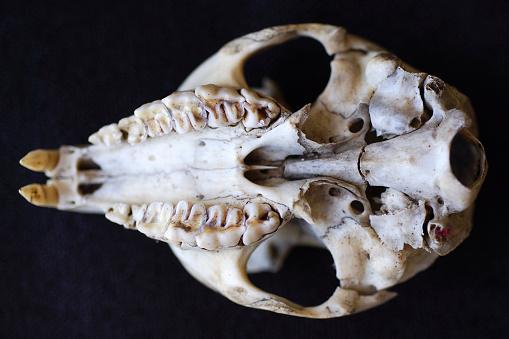 Rock-rabbit or Dassie Skeleton