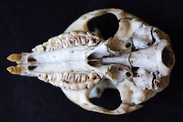 Rock-rabbit or Dassie Skeleton  hyrax stock pictures, royalty-free photos & images