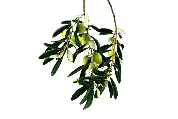 olive branch stock photo