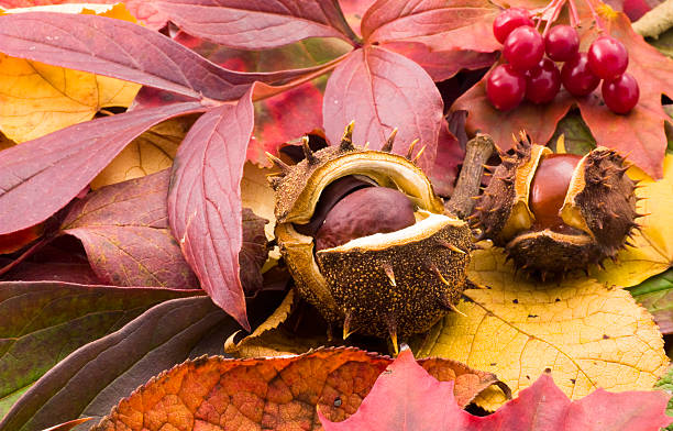 autumn chestnuts  cusp stock pictures, royalty-free photos & images