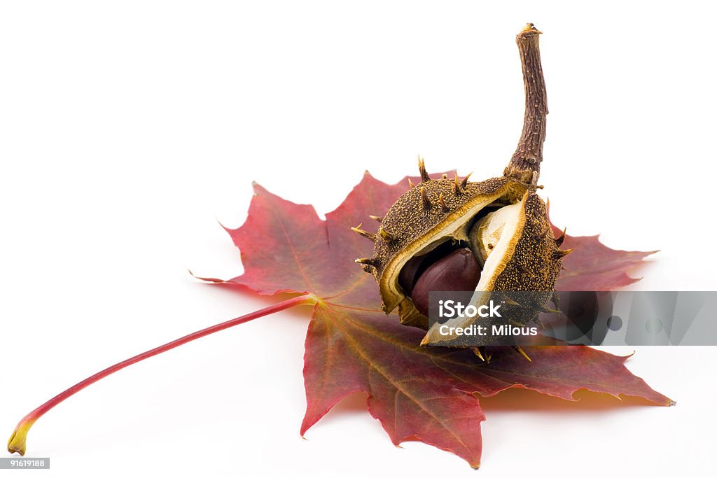 chestnut und Blatt - Lizenzfrei Ausgedörrt Stock-Foto