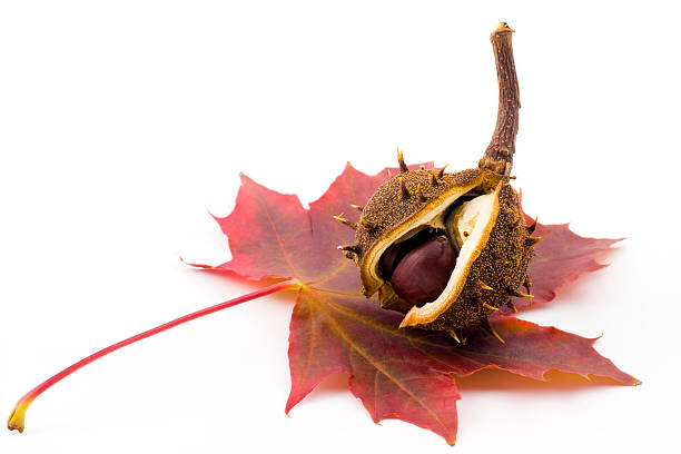 chestnut and leaf  cusp stock pictures, royalty-free photos & images