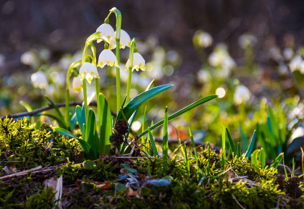 istock snowflake, first flowers of spring 916192054