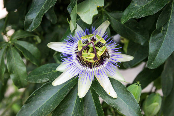 istock Passiflora Plant and flower 916193602