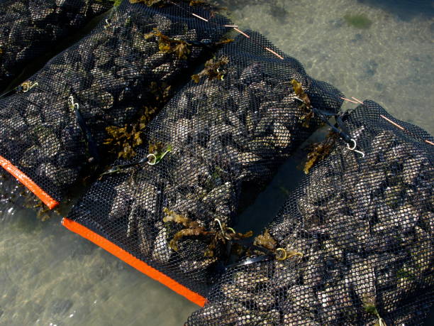 hodowlanych ostrygi, grouville bay, jersey. - gorey zdjęcia i obrazy z banku zdjęć