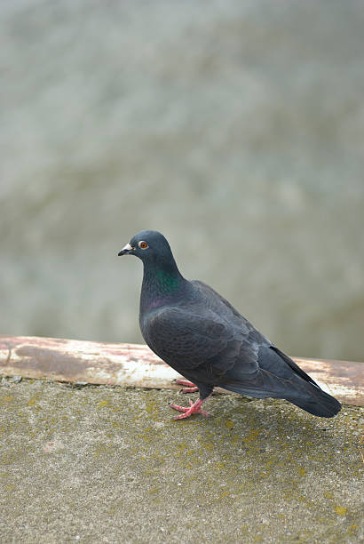 Feral Pigeon - foto de stock