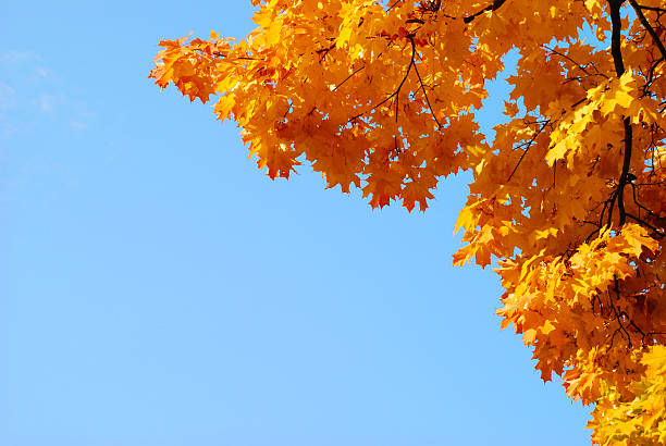 Free Stock Photo of Orange autumn leaves against blue sky | Download ...