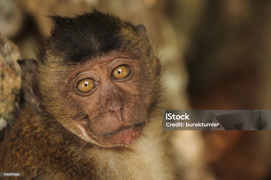 Mono Con Ojos Grandes Foto de stock y más banco de imágenes de Animal -  Animal, Asia, Bosque - iStock