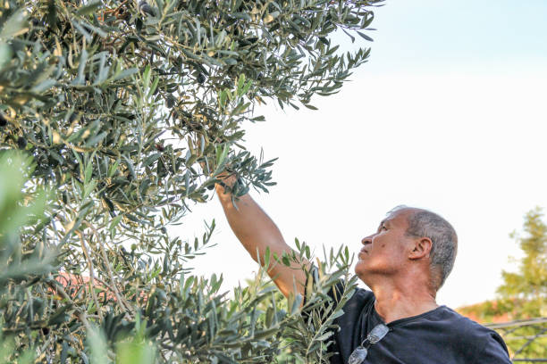istock Harvesting and gathering olive 916197472