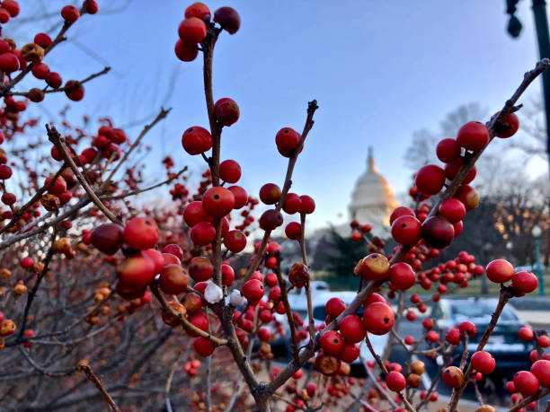 Capitol Hill during winter through a bush of red berries