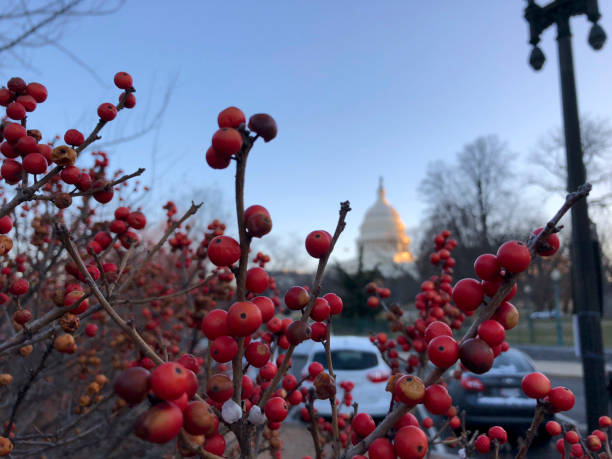 istock red berries and Capitol Hill 916197770