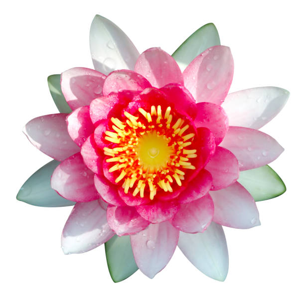 istock Isolated lotus with water drops 91619789