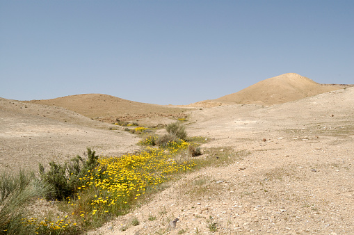 Spring in desert, Israel, Near to the Dead Sea